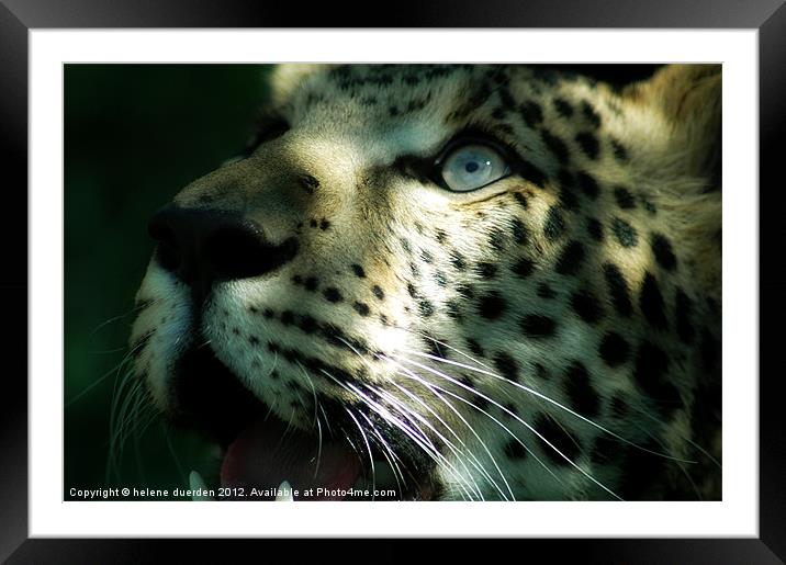 leopard eyes Framed Mounted Print by helene duerden