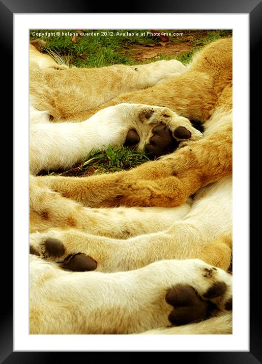 Lion Paws Framed Mounted Print by helene duerden