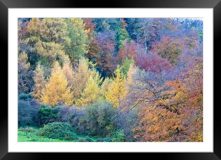 Colours of Autumn Framed Mounted Print by Paul Evans