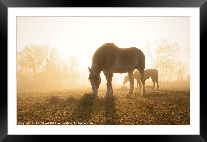 Belgian draft at foggy sunrise Framed Mounted Print by Sari ONeal