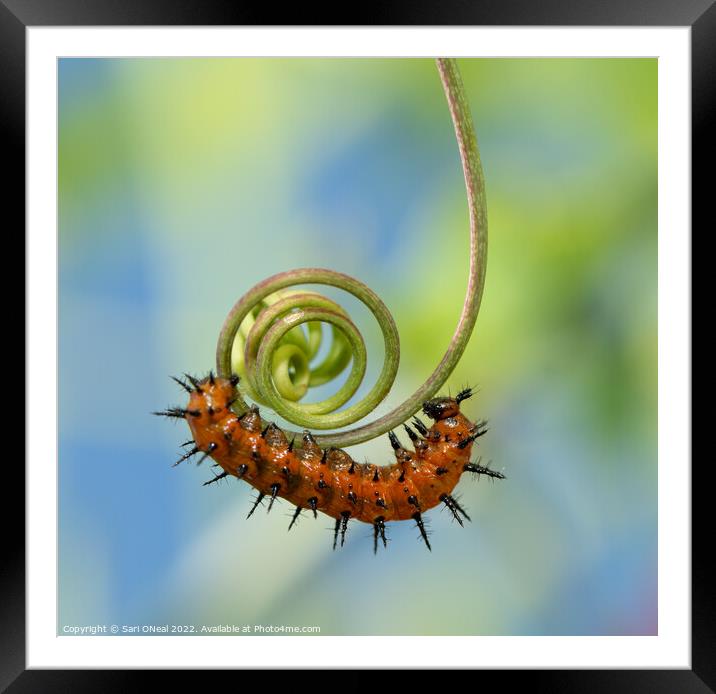 The Spiral Framed Mounted Print by Sari ONeal