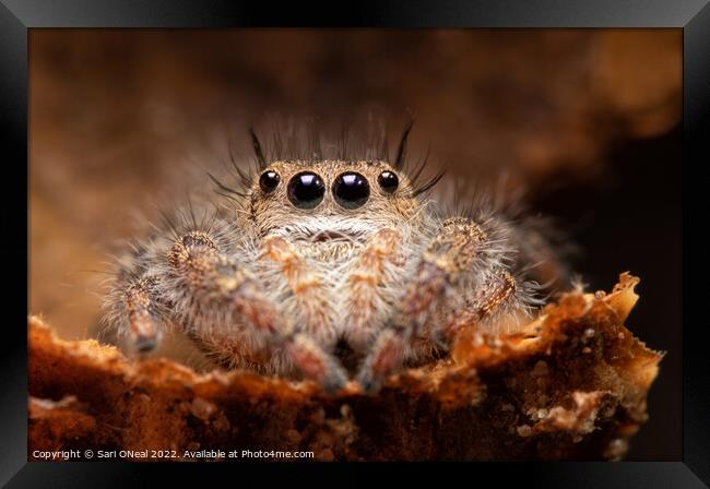Jumping spider in an acorn cap Framed Print by Sari ONeal