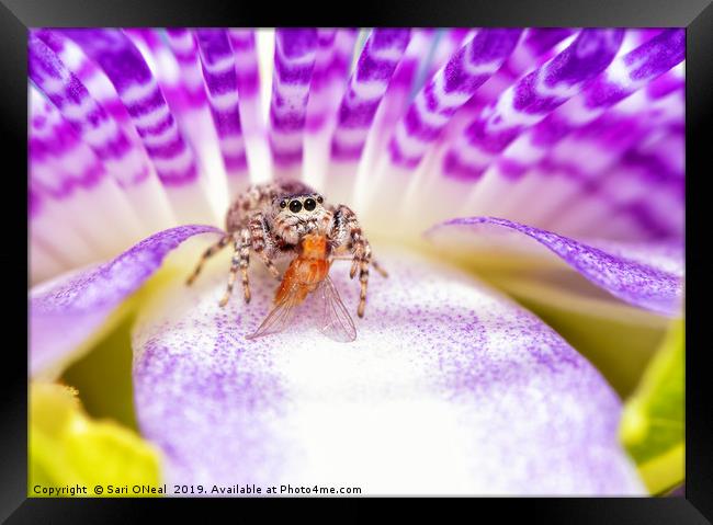 Adorable Peppered Jumper sitting on a Purple Passi Framed Print by Sari ONeal