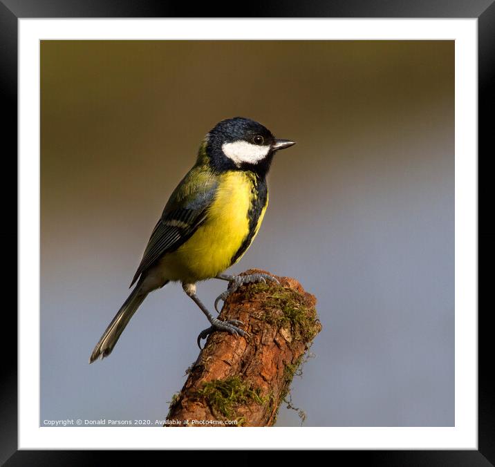 Great Tit On Perch Framed Mounted Print by Donald Parsons