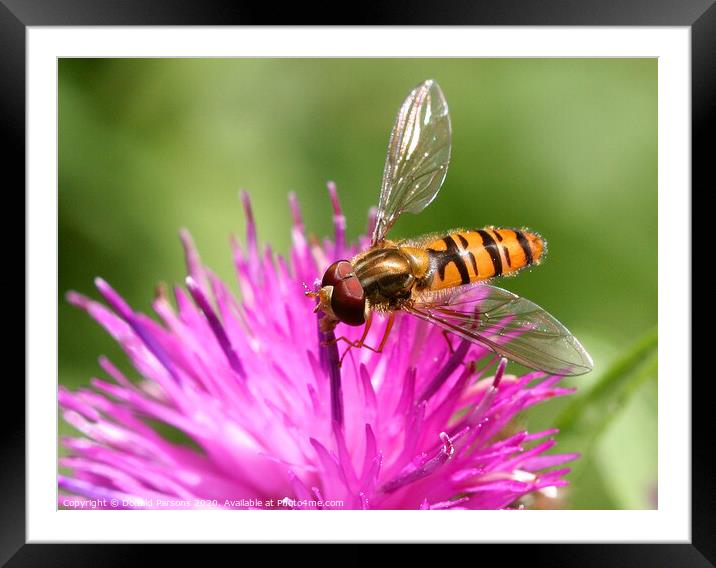 Marmalade Hoverfly Framed Mounted Print by Donald Parsons