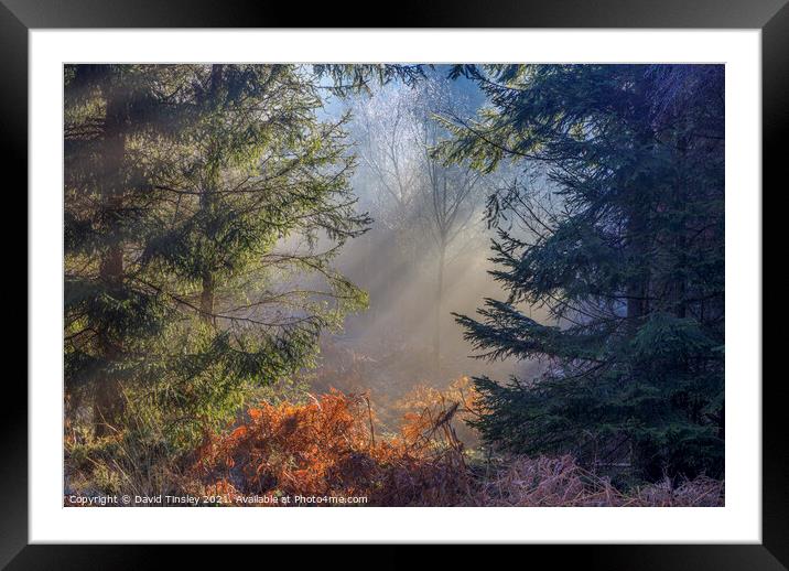Late Winter Sunbeams Framed Mounted Print by David Tinsley