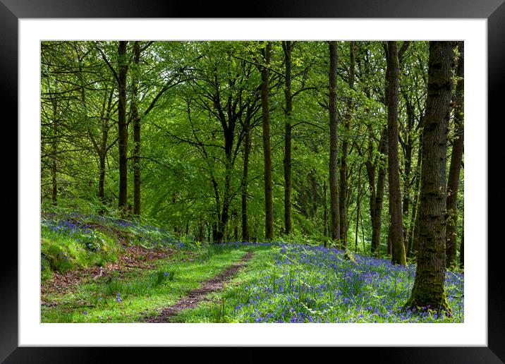 Woodland Bluebells Framed Mounted Print by David Tinsley