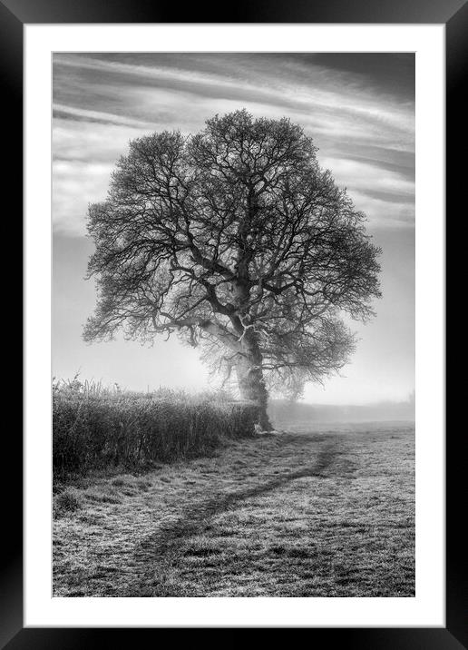 Misty Morning Oak Framed Mounted Print by David Tinsley