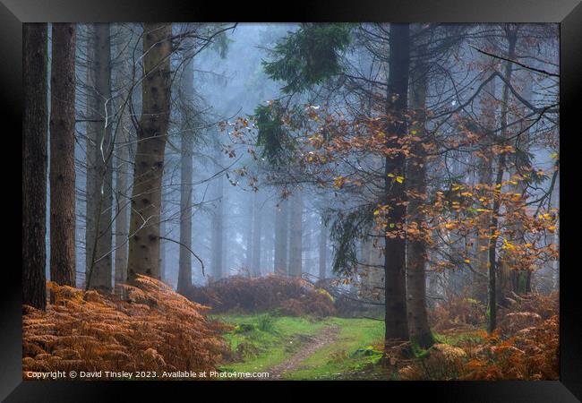 Misty Woodland Path Framed Print by David Tinsley