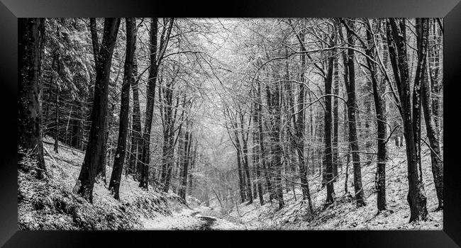 Winter Woodland Panorama Framed Print by David Tinsley