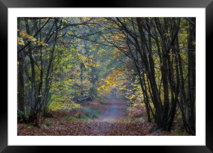Misty Autumn Footpath Framed Mounted Print by David Tinsley