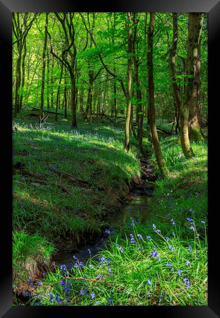 Bluebells by the stream Framed Print by David Tinsley