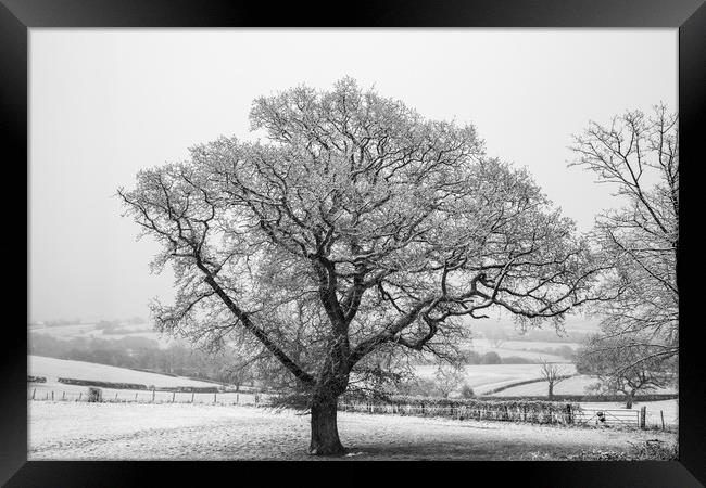 Winter Oak Framed Print by David Tinsley