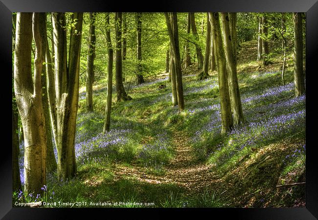 Bluebells and Beech Framed Print by David Tinsley