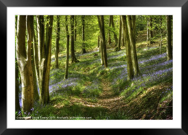 Bluebells and Beech Framed Mounted Print by David Tinsley