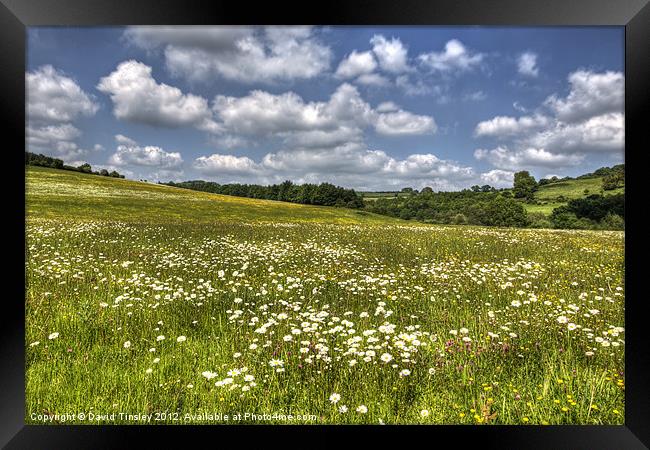 Summer Meadow Framed Print by David Tinsley