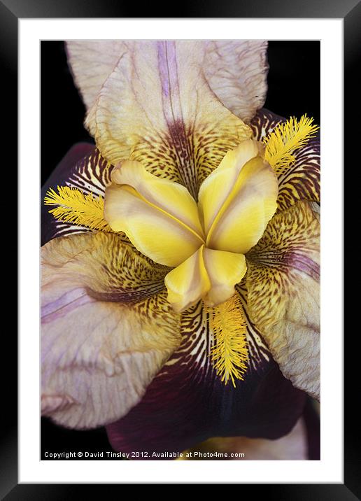 Bearded Iris Framed Mounted Print by David Tinsley