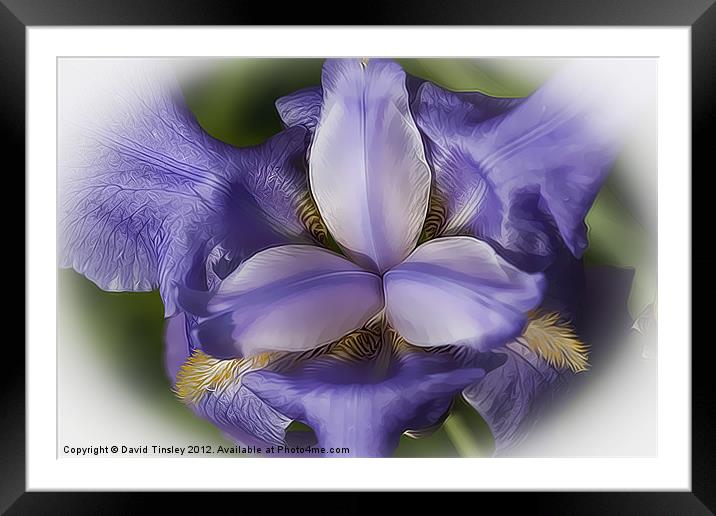 Blue Iris Stylised Framed Mounted Print by David Tinsley
