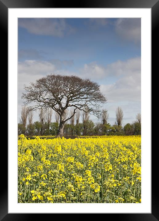 Rapeseed Field Framed Mounted Print by David Tinsley