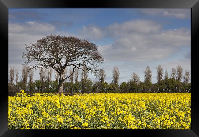 Yellow Rapeseed Fields Framed Print by David Tinsley