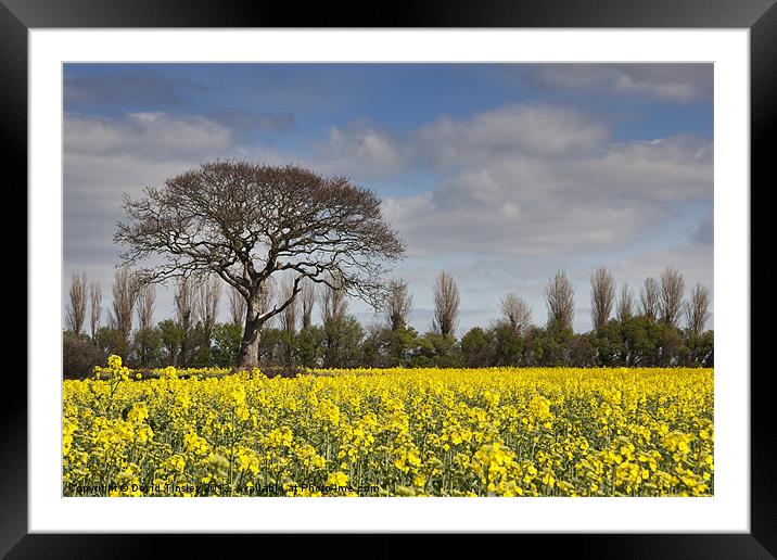Yellow Rapeseed Fields Framed Mounted Print by David Tinsley