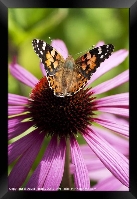 Painted Lady Framed Print by David Tinsley