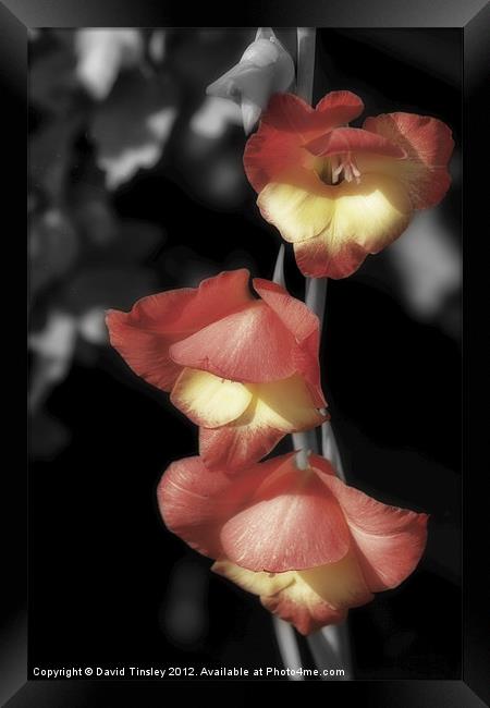 Gladioli Framed Print by David Tinsley