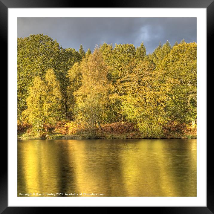 Autumn Gold Framed Mounted Print by David Tinsley
