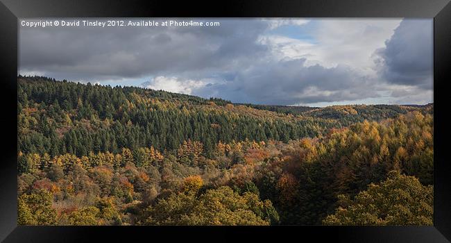 Autumn Forest Framed Print by David Tinsley