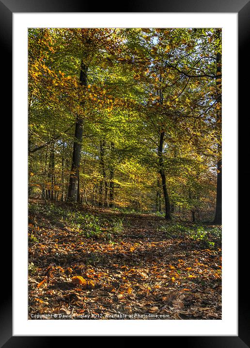 Autumn Tints Framed Mounted Print by David Tinsley