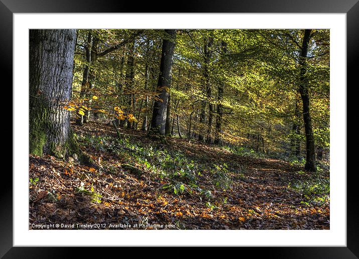 Autumn Colours Framed Mounted Print by David Tinsley