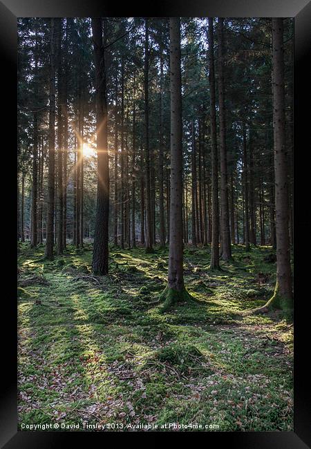 Woodland Sunrise Framed Print by David Tinsley