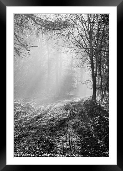 Mist In The Forest Framed Mounted Print by David Tinsley