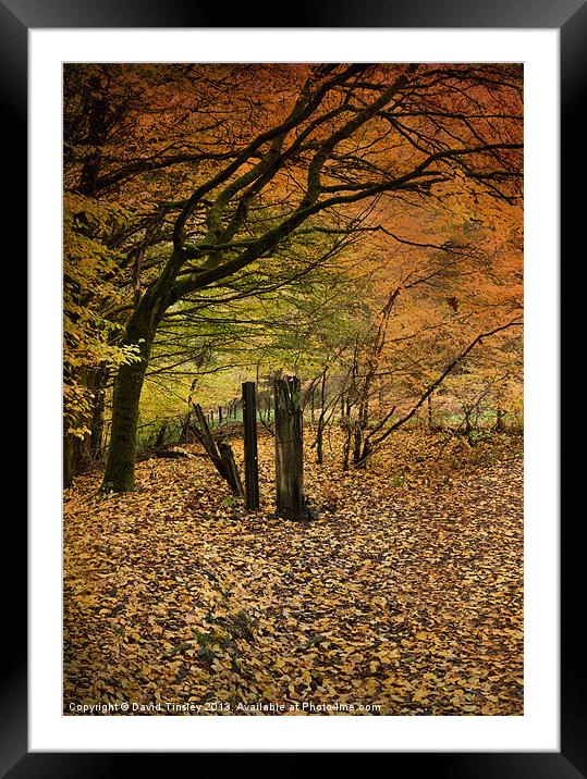 Orange Autumn Framed Mounted Print by David Tinsley