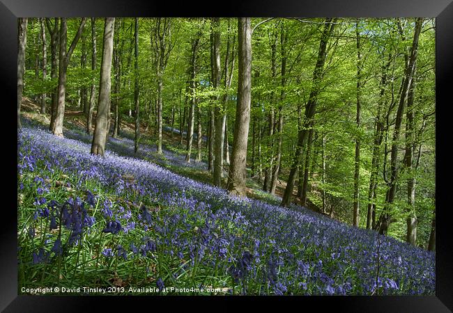 Bluebell Hill Framed Print by David Tinsley