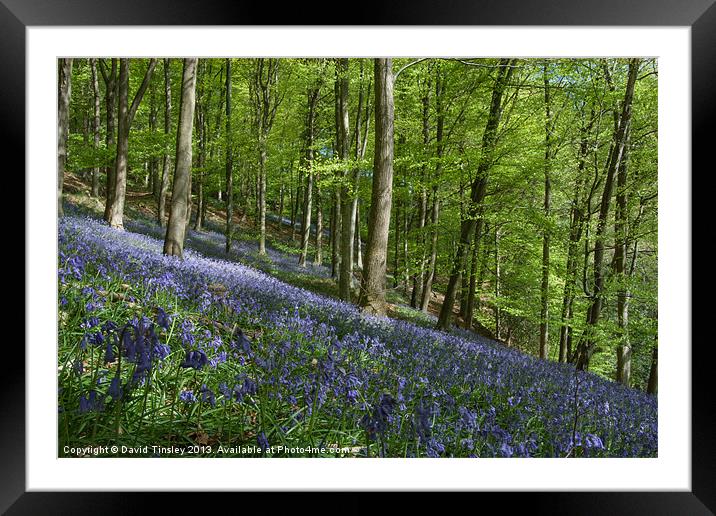 Bluebell Hill Framed Mounted Print by David Tinsley