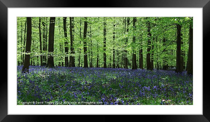 Bluebell Panorama Framed Mounted Print by David Tinsley
