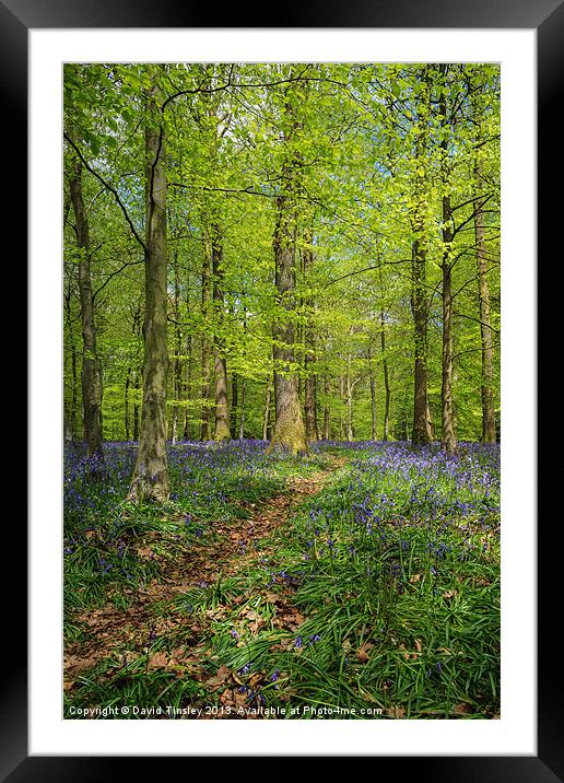 Bluebell Path Framed Mounted Print by David Tinsley