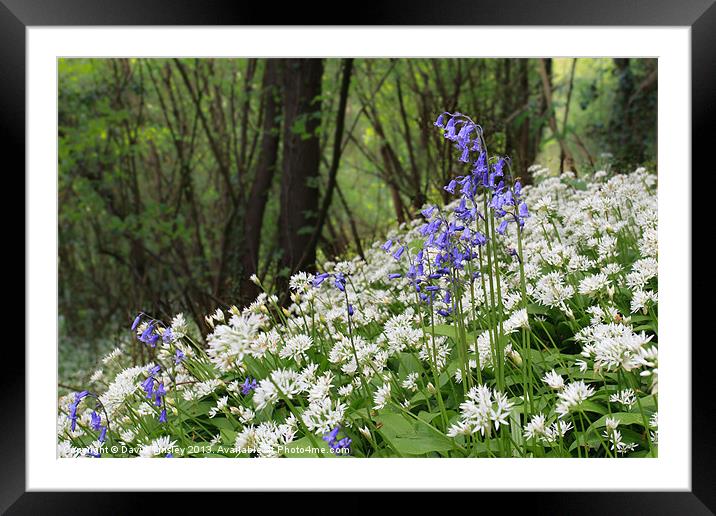 Bluebells and Wild Garlic Framed Mounted Print by David Tinsley