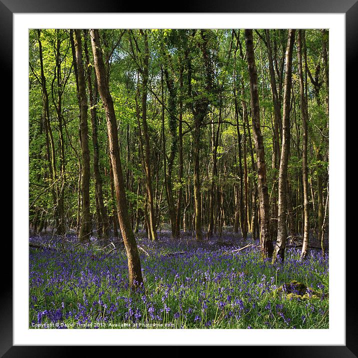 Birch Wood Bluebells Framed Mounted Print by David Tinsley