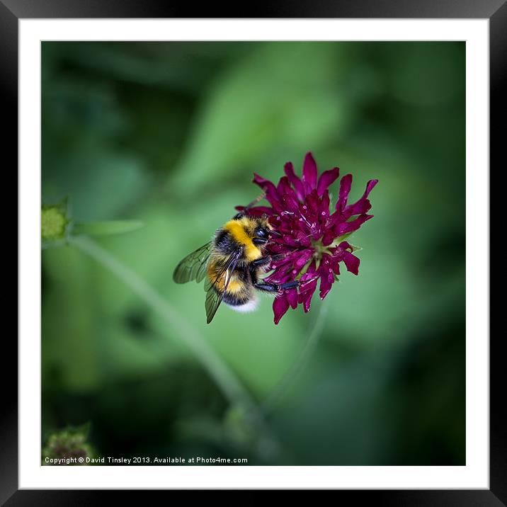 Bumblebee Framed Mounted Print by David Tinsley
