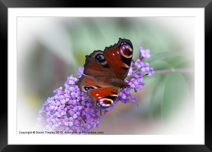 Peacock Butterfly Framed Mounted Print by David Tinsley