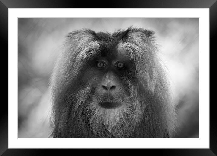 Im Watching You Too! Framed Mounted Print by David Tinsley