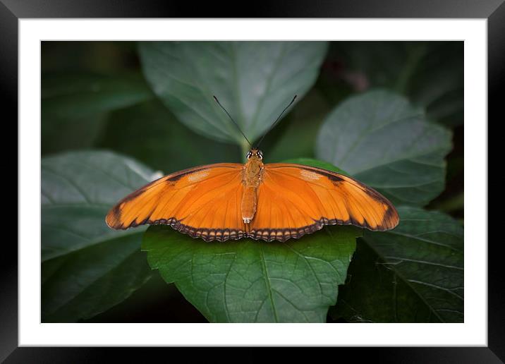 Exotic Butterfly Framed Mounted Print by David Tinsley