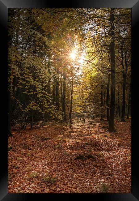 Autumn Sunrise Framed Print by David Tinsley