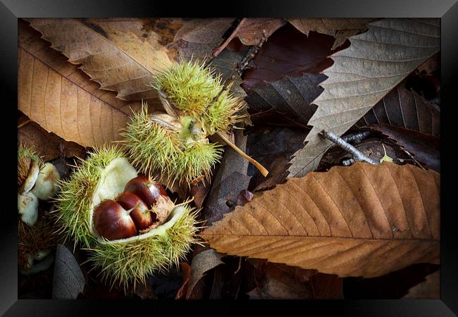 Chestnuts and Leaves Framed Print by David Tinsley