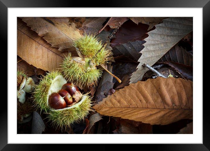 Chestnuts and Leaves Framed Mounted Print by David Tinsley