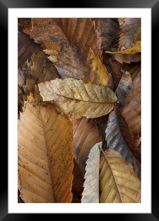 Chestnut Leaves Framed Mounted Print by David Tinsley