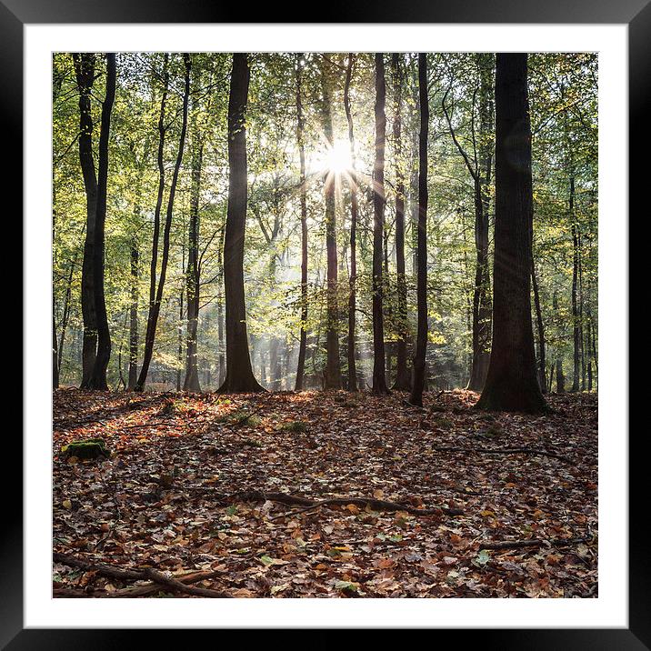 Autumn Sunbeams Framed Mounted Print by David Tinsley