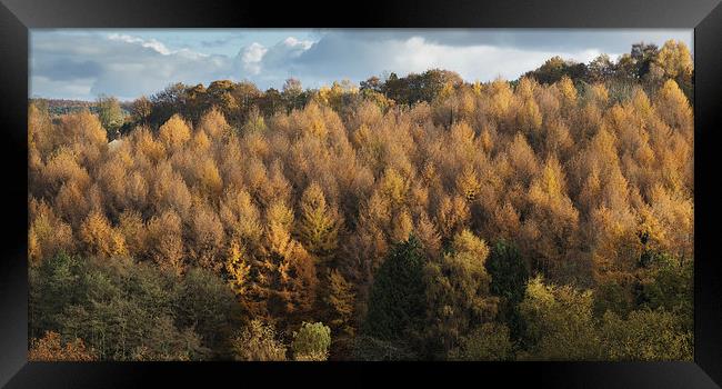 Larch Cottage Framed Print by David Tinsley